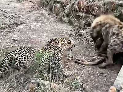 Màn "kéo co", tranh giành con mồi cực gắt giữa báo hoa mai và một con linh cẩu máu lạnh