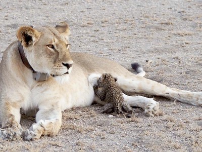 Hiếm thấy: Sư tử cưu mang, chăm sóc báo hoa mai con như một thành viên trong bầy đàn