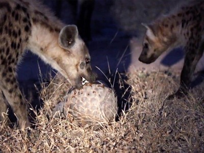 Bầy linh cẩu hung dữ lao vào cấu xé cũng phải "chào thua" trước loài sinh vật bé nhỏ nhưng kiên cường này