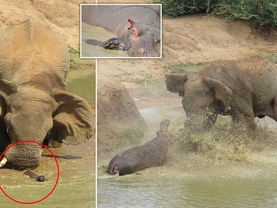 Trận chiến "long trời lở đất" giữa hai loài động vật nguy hiểm nhất ở châu Phi