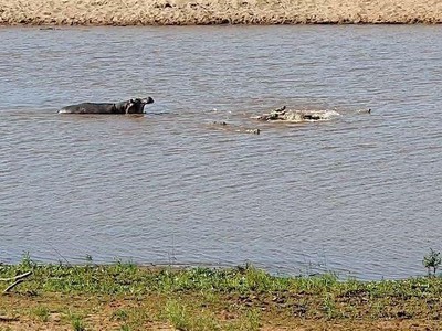 Rình cả ngày mới săn được mồi, chưa kịp tận hưởng, đàn cá sấu đã bị hà mã cướp ngay trên miệng 