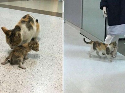 Chú mèo bế con đến bệnh viện và câu chuyện phía sau khiến ai cũng phải mỉm cười