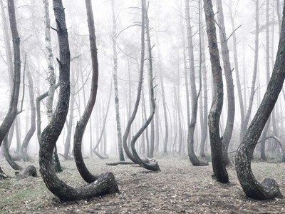 Rừng cây bí ẩn có hình dáng kỳ lạ, chưa từng tìm được lời giải đáp từ các nhà khoa học