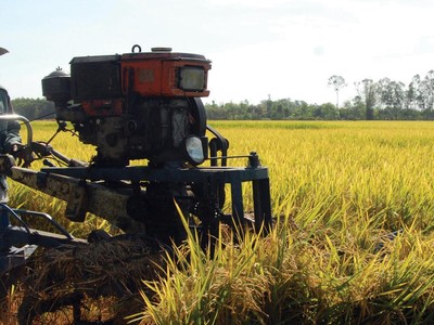 Dịch Covid-19 làm gián đoạn chuỗi cung ứng lúa hàng hóa trong quý III/2021