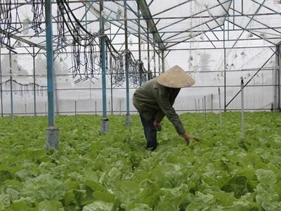 Canh tác rau sạch theo tiêu chuẩn VietGap. (Ảnh: Vietnam+).