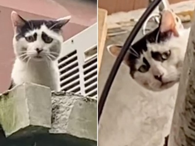 Chú mèo độc đáo sở hữu khuôn mặt có thể "dập tắt" mọi nguồn năng lượng tích cực từ người đối diện