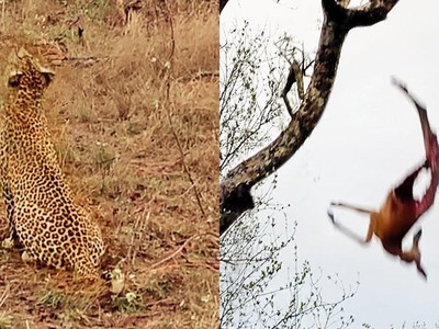 Báo hoa mai mẹ hết lòng chỉ dạy cách săn mồi, báo con đáp trả lại "hết hồn"