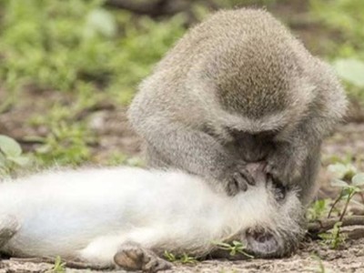 Khoảnh khắc độc đáo: Khỉ sơ cứu, hô hấp nhân tạo để cứu đồng loại bị tai nạn