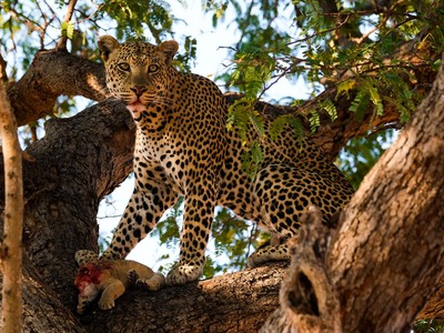 Đòn "trừng phạt" khủng khiếp của báo hoa mai dành cho gia đình nhà sư tử