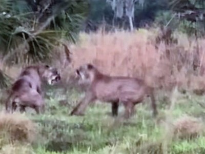 Trận ác chiến tranh giành lãnh thổ giữa hai con báo Florida cực kỳ quý hiếm bỗng nhiên bị gián đoạn bởi vì một con lợn lòi