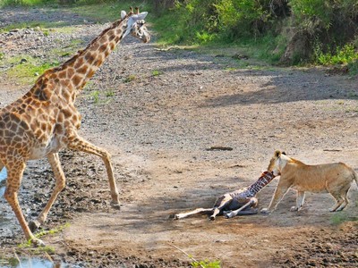 Trận chiến tranh giành sự sống cho đứa con vừa mới sinh giữa hươu cao cổ và sư tử