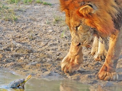 Chú rùa nhỏ đuổi cặp sư tử khỏi lãnh thổ