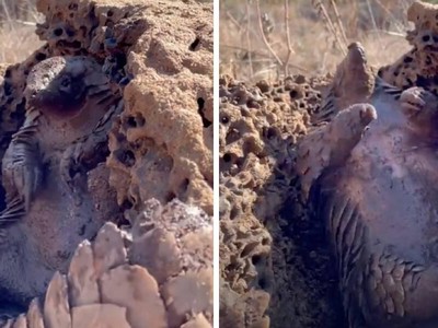 "Phê" như con tê tê tắm bùn