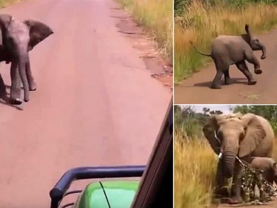 Voi con nghĩ mình đã lớn ra "dằn mặt" đoàn khách du lịch và cái kết đáng yêu đến không ngờ