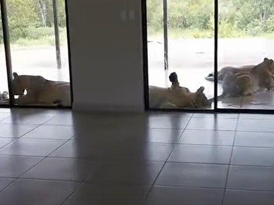 Lâu ngày không ghé thăm nhà, gia chủ phát hoảng khi bắt gặp những "vị khách" không mời mà đến