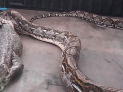 Kỳ đà sống sót "ngoạn mục" sau khi bị trăn Miến Điện khổng lồ nuốt chửng