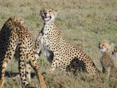 "Huynh đệ" báo săn và báo hoa mai tương tàn