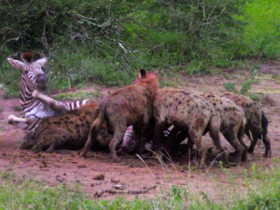 Ngựa vằn run rẩy trong vòng vây của bầy linh cẩu đói khát