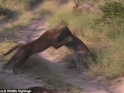 Mải mê săn mồi, báo hoa mai suýt bị chính đồng loại của mình "làm thịt"