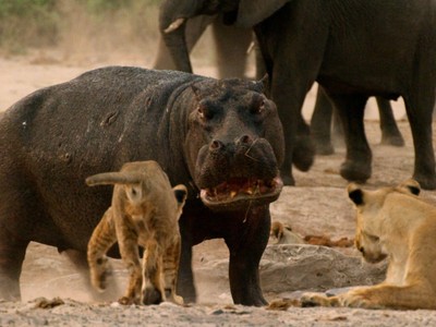 Hà mã già "gân" uốn nắn bầy sư tử hỗn láo