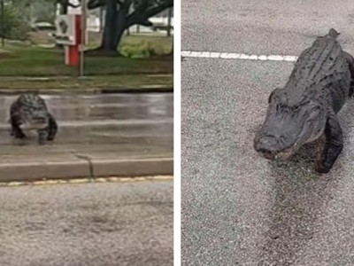 "Quái thú" khổng lồ cụt chân lừng lững băng qua đường gây náo loạn cả khu phố