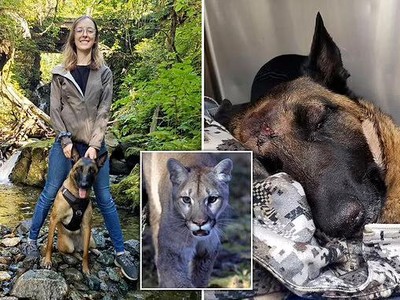 Chú chó trung thành, quên mình tấn công sư tử núi để giải cứu chủ nhân