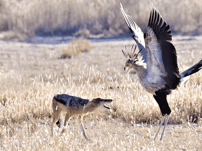 Vũ điệu hoang dã "mê đắm lòng người" của loài chim vừa săn được rắn, vừa bắt nạt được chó rừng châu Phi