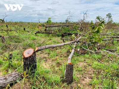 Gần 400 ha rừng đã bị đốn hạ.