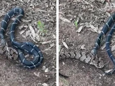 Đi nhận thư, người đàn ông chứng kiến cảnh tượng kinh hoàng