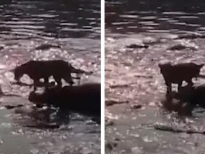 Bị vây quanh bởi hơn 40 con cá sấu hung dữ, Vua sư tử vẫn ung dung tìm ra con đường thoát thân đầy ngoạn mục