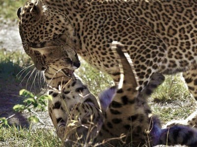 Khi mà báo hoa mai trừng phạt đối thủ: Lạnh lùng, tàn nhẫn và chuẩn xác