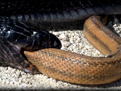 Loài rắn tuyệt đẹp, có sở thích nuốt sống đồng loại