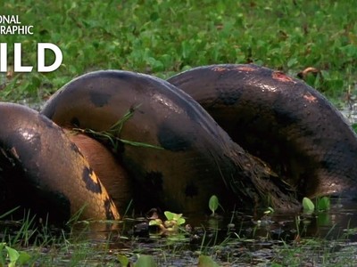 Cận cảnh loài bò sát tàn bạo nhất thế giới "nuốt chửng" loài gặm nhấm lớn nhất thế giới