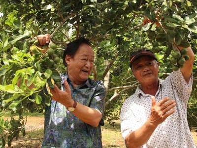 PGS.TS Nguyễn Lân Hùng ngỡ ngàng trước vườn cây mắc ca sai trĩu quả của ông Đặng Văn Khánh (Vĩnh Sơn, Vĩnh Thạnh, Bình Định)