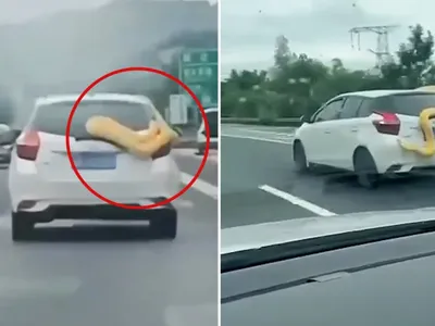 Một con trăn siêu to khổng lồ bất ngờ trườn kín xe ô tô đang chạy trên đường cao tốc