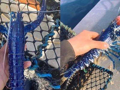 Sinh vật biển cực quý hiếm có tỷ lệ 2 triệu con mới xuất hiện 1, được ngư dân bắt sống