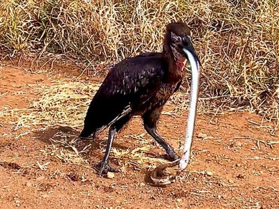 Chú chim mỏ sừng suýt trả giá vì thói ăn tham