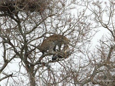 Báo hoa mai mạo hiểm cả tính mạng để đột kích tổ đại bàng ở trên cành cây cao chót vót