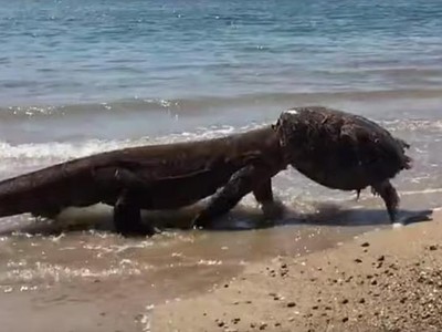 Sửng sốt loài sinh vật "mình rồng, đầu mai rùa" dạo chơi bên bờ biển