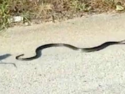 Chuột mẹ liều mình tấn công rắn độc "thừa sống thiếu chết" để cứu con