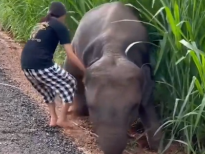 Cư dân mạng "xỉu lên xỉu xuống" trước hành động cứu vớt chú voi con đáng thương của một cô gái tốt bụng