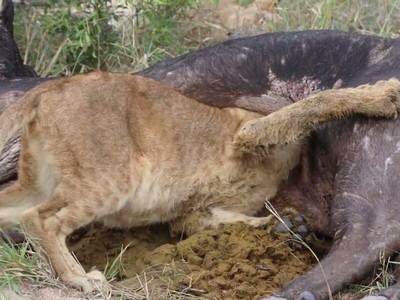 Tham ăn tục uống, vua sư tử kẹt cả đầu trong bụng trâu rừng