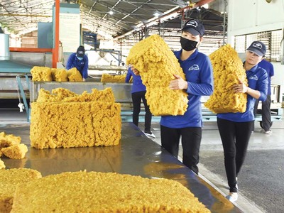 Doanh nghiệp cao su tại TP.HCM đang khốn đốn vì giá xuất khẩu giảm, lại bị “giam” tiền hoàn thuế GTGT