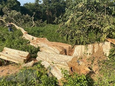 (Ảnh minh họa: Tường Quân/TTXVN)