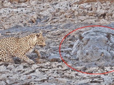 Đi săn bất ngờ gặp phải phục kích, báo hoa mai thể hiện bản lĩnh "tùy cơ ứng biến" một cách tuyệt vời