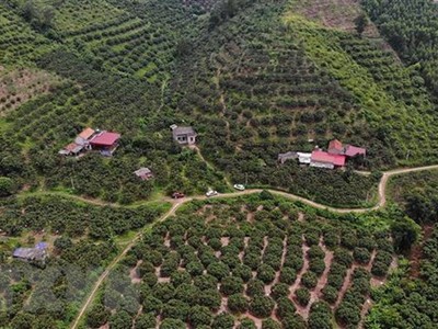 Vườn vải của một hợp tác xã đạt tiêu chuẩn xuất khẩu đi Nhật Bản. (Ảnh: Danh Lam/TTXVN)