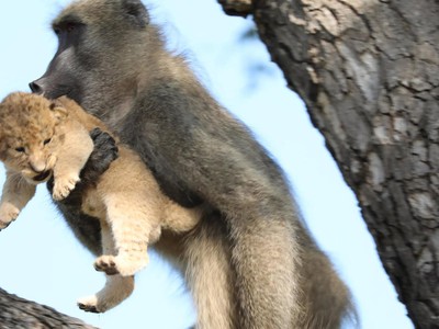 Phi vụ bắt cóc kỳ quặc