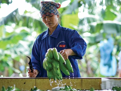 Xuất khẩu rau quả được dự báo tăng trưởng khả quan do thị trường Trung Quốc mở cửa trở lại Ảnh: Đức Thanh.