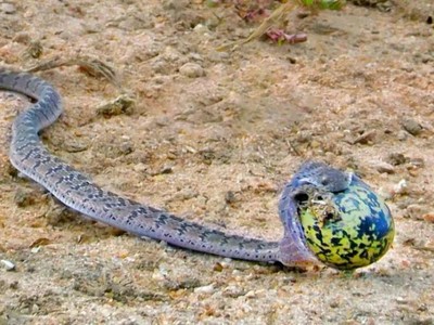 Rắn biến thành "quả trứng" sau khi đi ăn trộm trứng