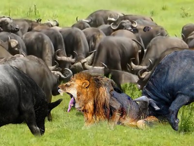 Ngạo nghễ nhà vua, 1 mình sư tử "cân kèo" với hơn 100 con trâu rừng